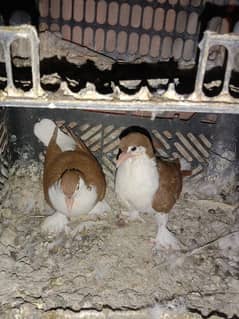 Pigeon Sherazi chicks pair