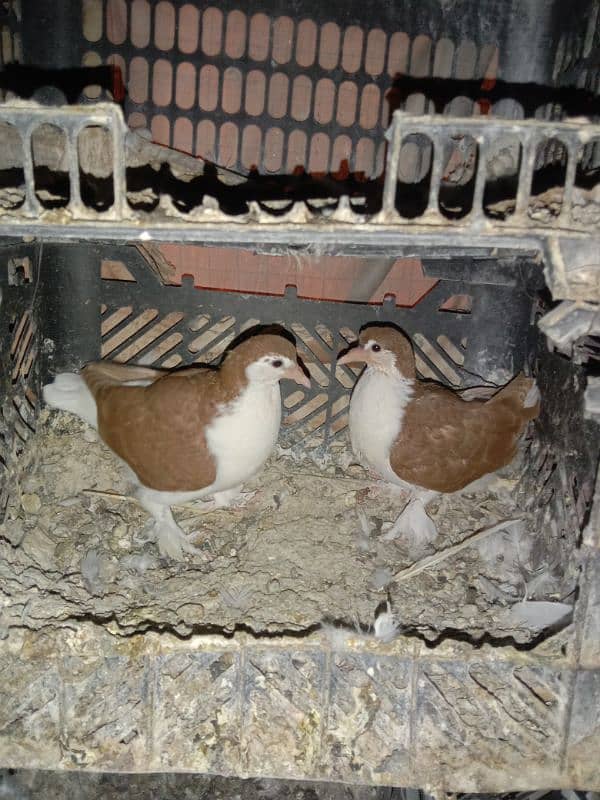 Pigeon Sherazi chicks pair 1