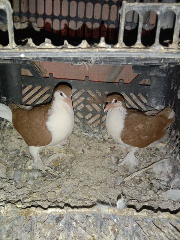 Pigeon Sherazi chicks pair 2