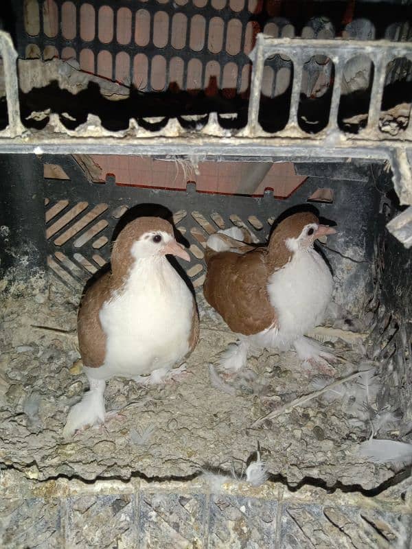 Pigeon Sherazi chicks pair 3