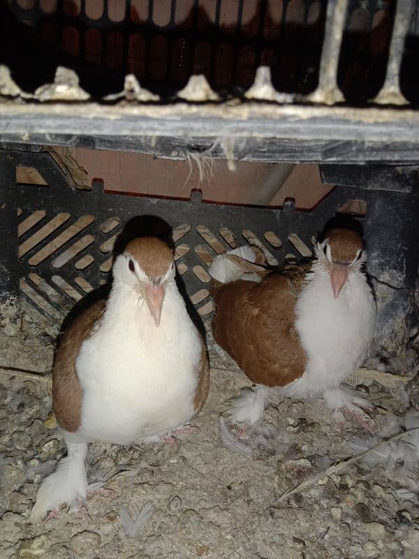 Pigeon Sherazi chicks pair 4