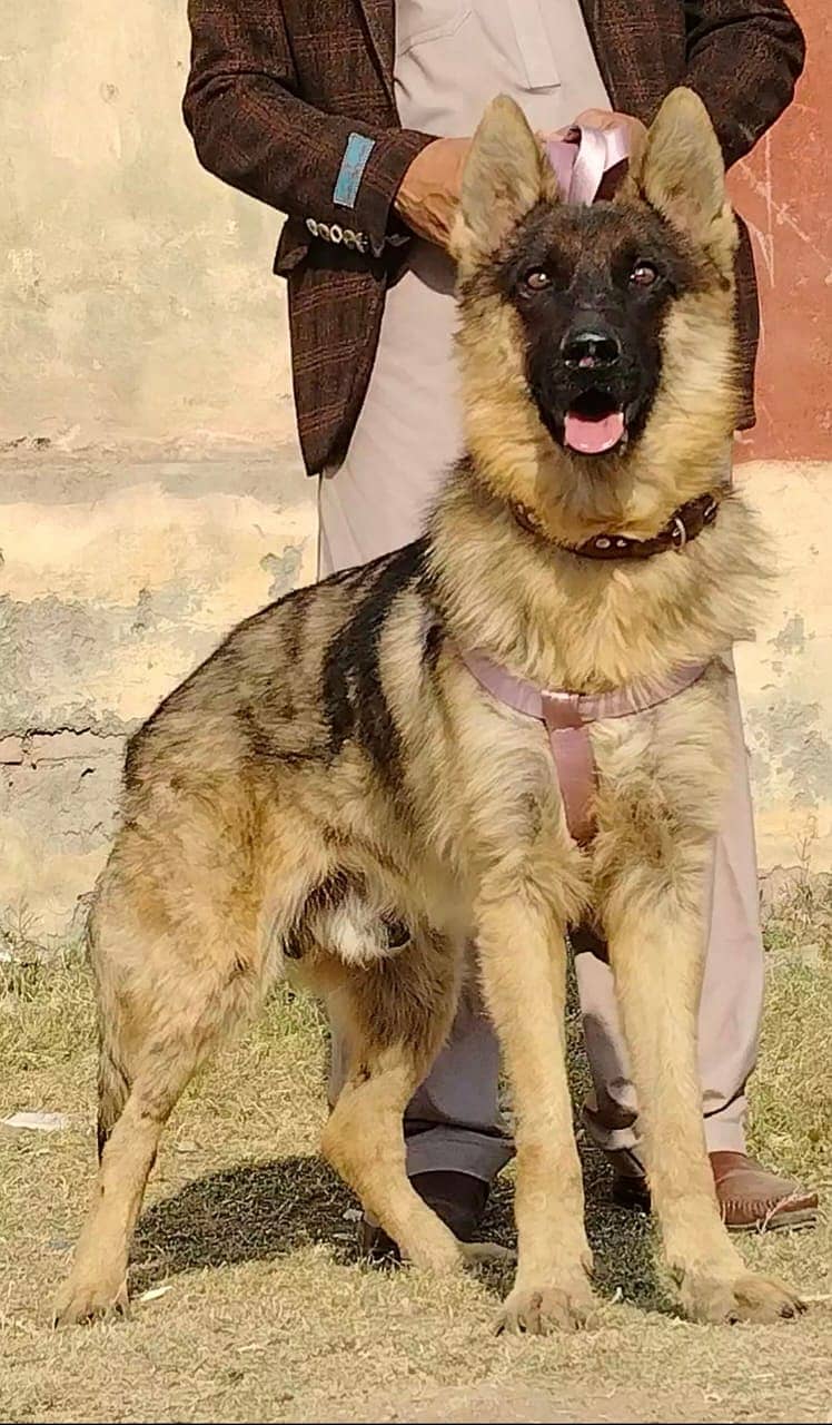 Alsatian Bhagyari Pair / Alsatian Bhagyari security Dog For Sale 1