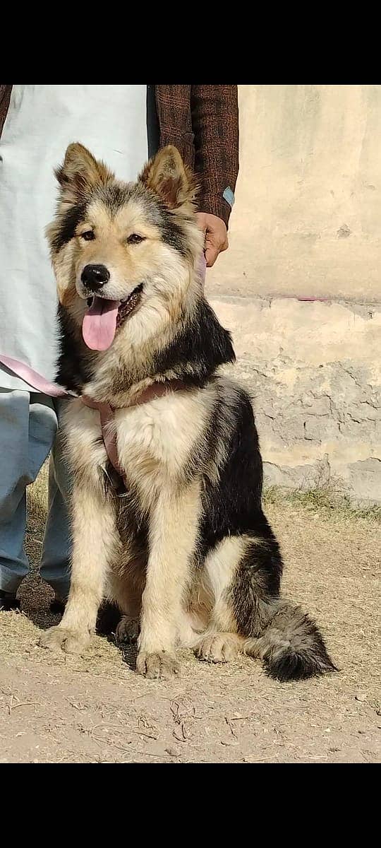 Alsatian Bhagyari Pair / Alsatian Bhagyari security Dog For Sale 2