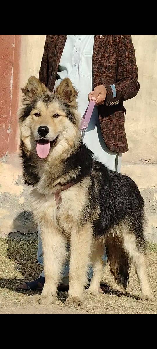 Alsatian Bhagyari Pair / Alsatian Bhagyari security Dog For Sale 3