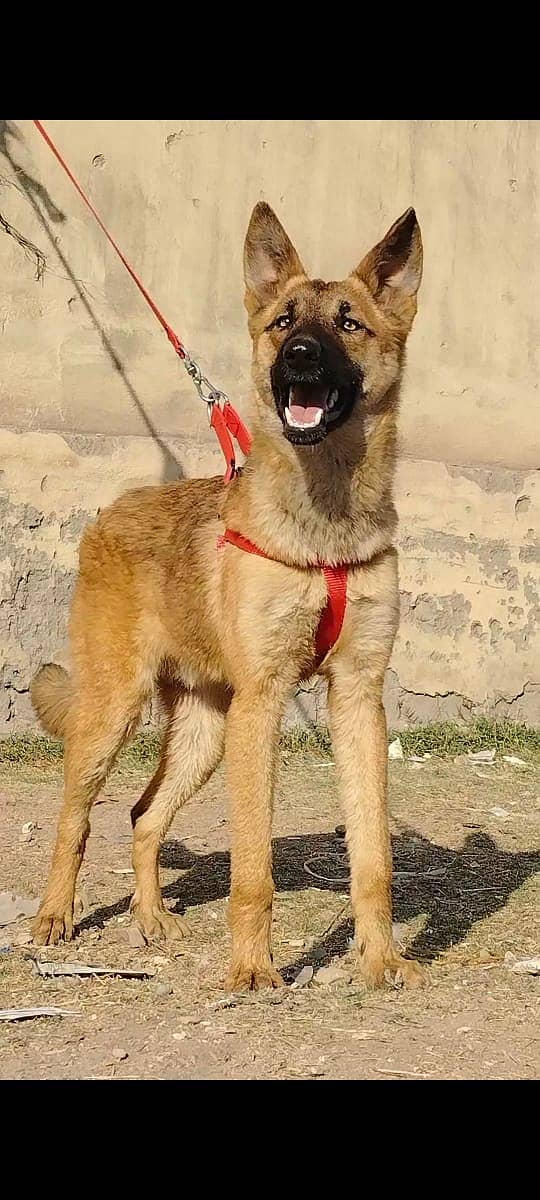 Alsatian Bhagyari Pair / Alsatian Bhagyari security Dog For Sale 4