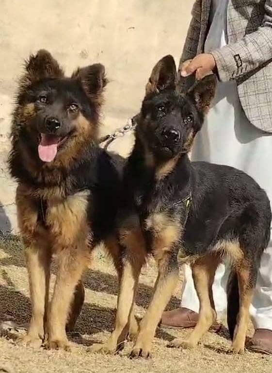 Alsatian Bhagyari Pair / Alsatian Bhagyari security Dog For Sale 16