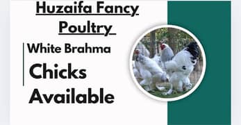 White Brahma Chicks