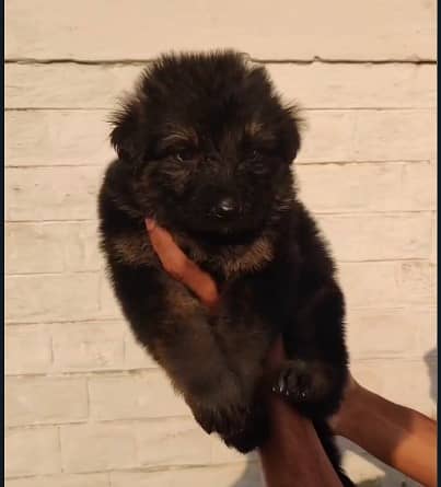 German shepherd puppies for sale / long coat  puppy / german shepherd 2