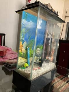 New Fish Aquarium