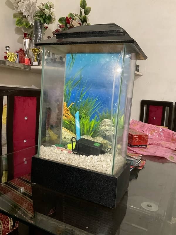 New Fish Aquarium 1