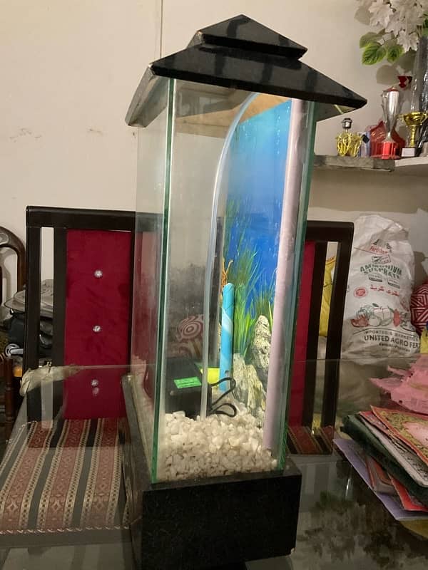 New Fish Aquarium 2