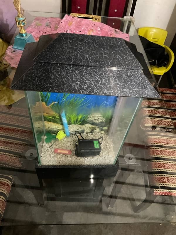 New Fish Aquarium 3