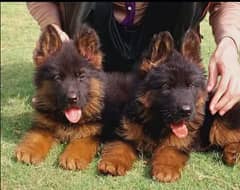 German shepherd puppies pair My WhatsApp number 03001868066