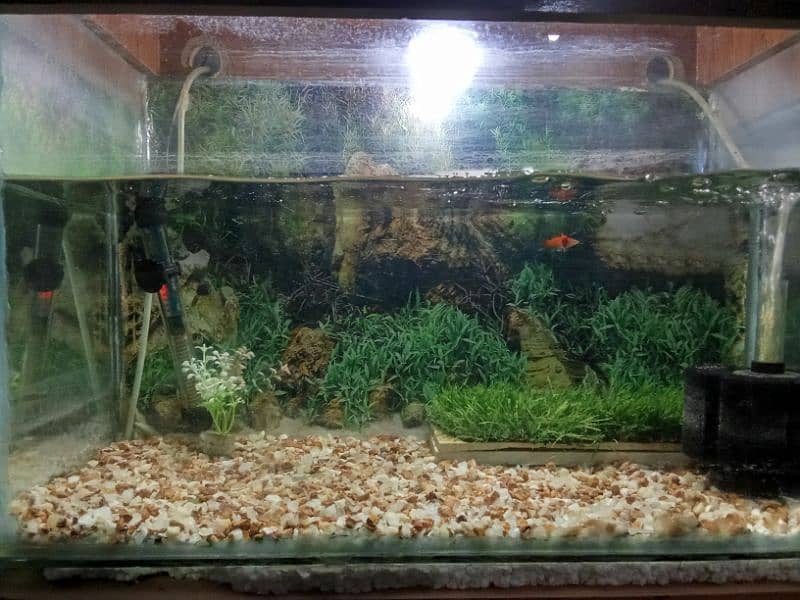 Aquarium for sale 1