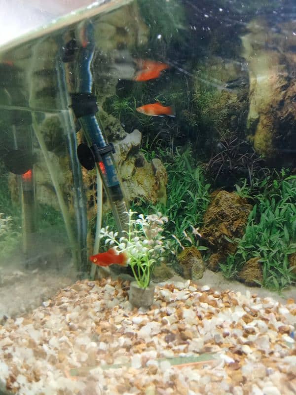 Aquarium for sale 2