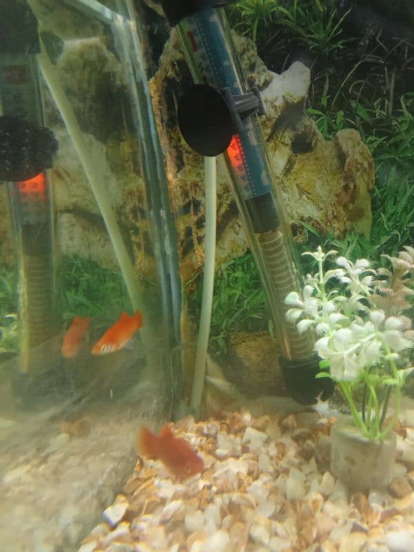 Aquarium for sale 3