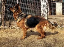 long coat German shepherd Female