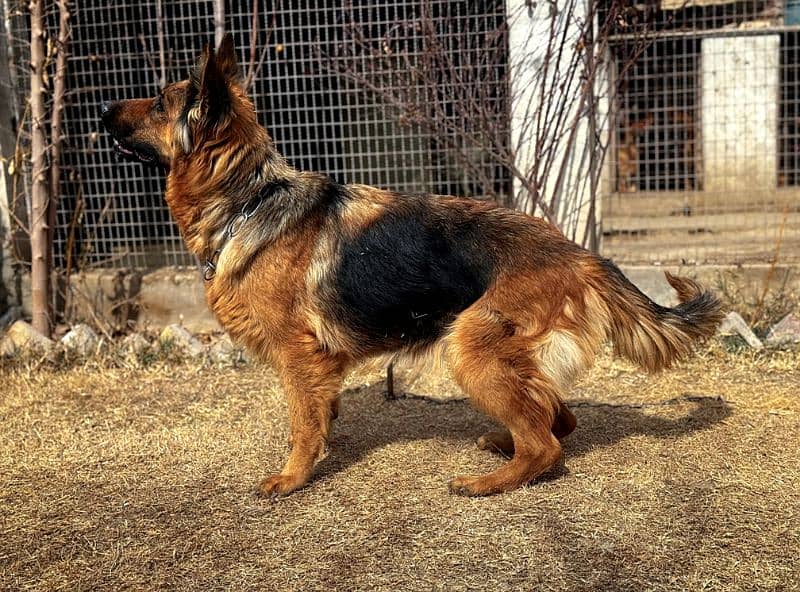 long coat German shepherd Female 0