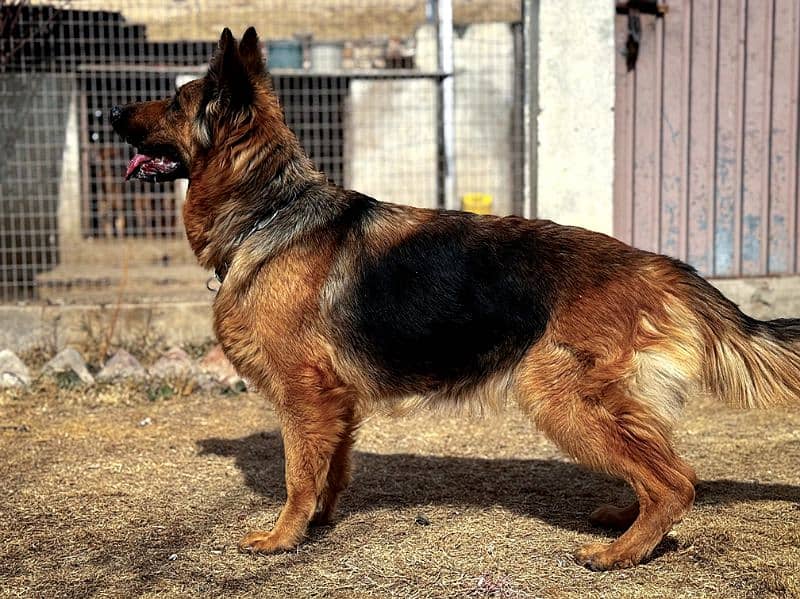 long coat German shepherd Female 1