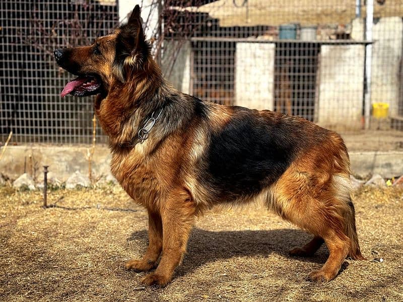 long coat German shepherd Female 2