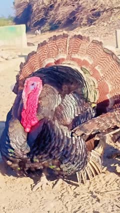 Turkey male for sell 3 color ky chiks nikalta hy white red or black