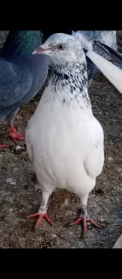 High class pigeon