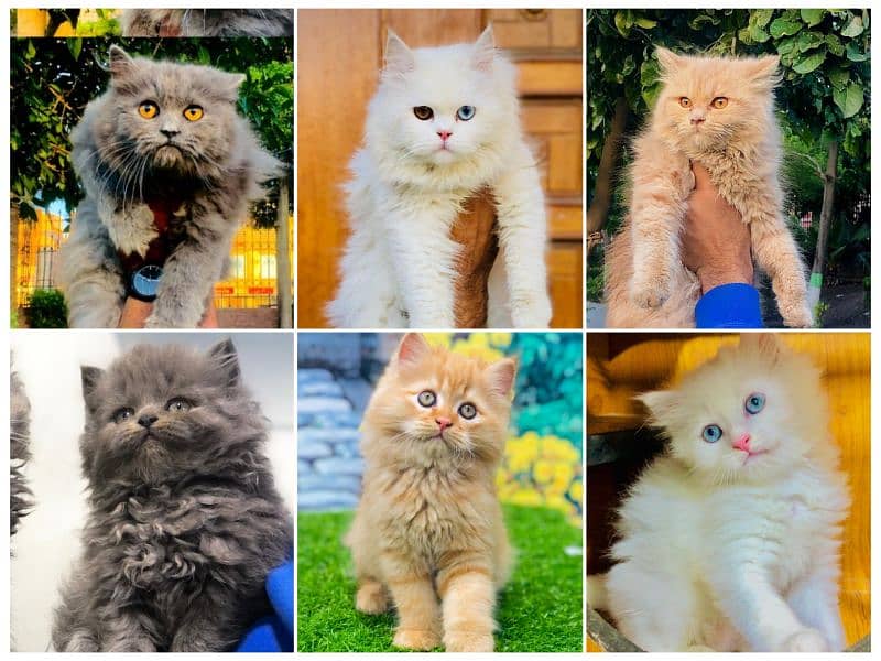 Persian Punch face triple coat cat Kitten 7