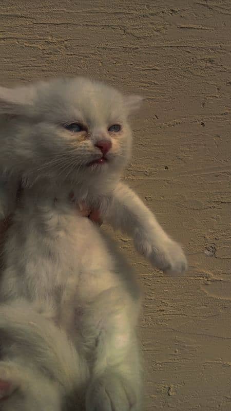 Persian kittens for sale 0