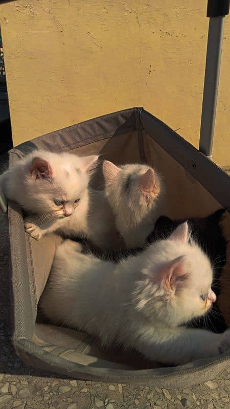 Persian kittens for sale 1