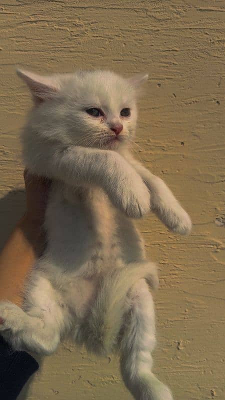 Persian kittens for sale 2