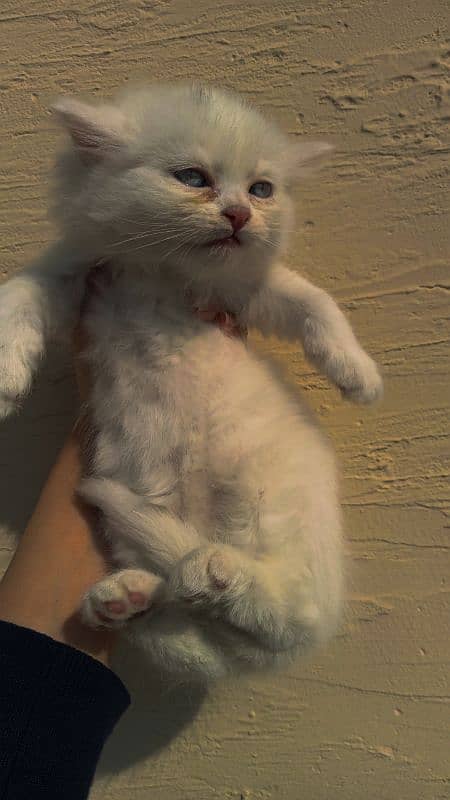 Persian kittens for sale 3