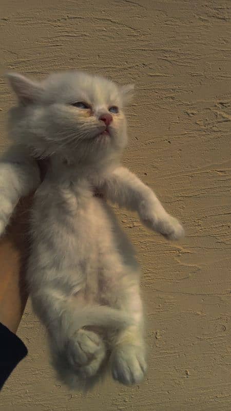 Persian kittens for sale 4