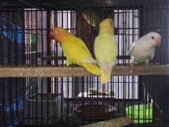 blue fischer love bird lutino personata