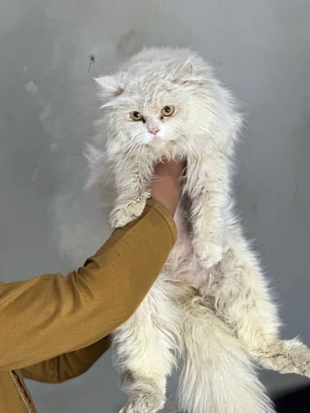 Persian Cat 1