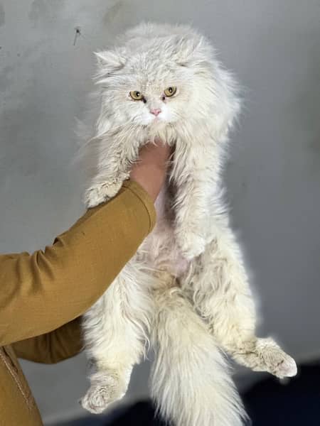 Persian Cat 2