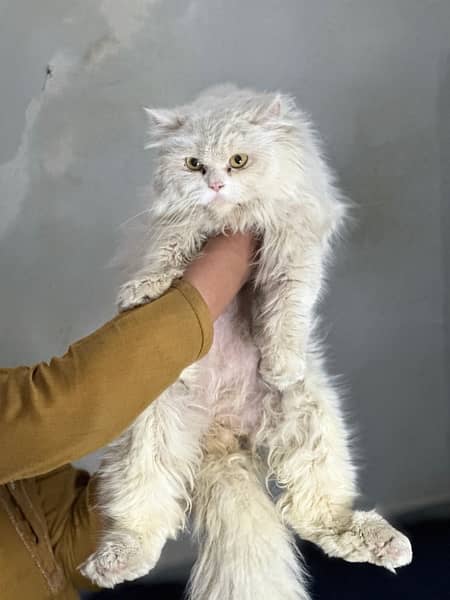 Persian Cat 4