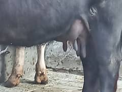 First timer jhoti sath female baby dodh cnfrm 12kg