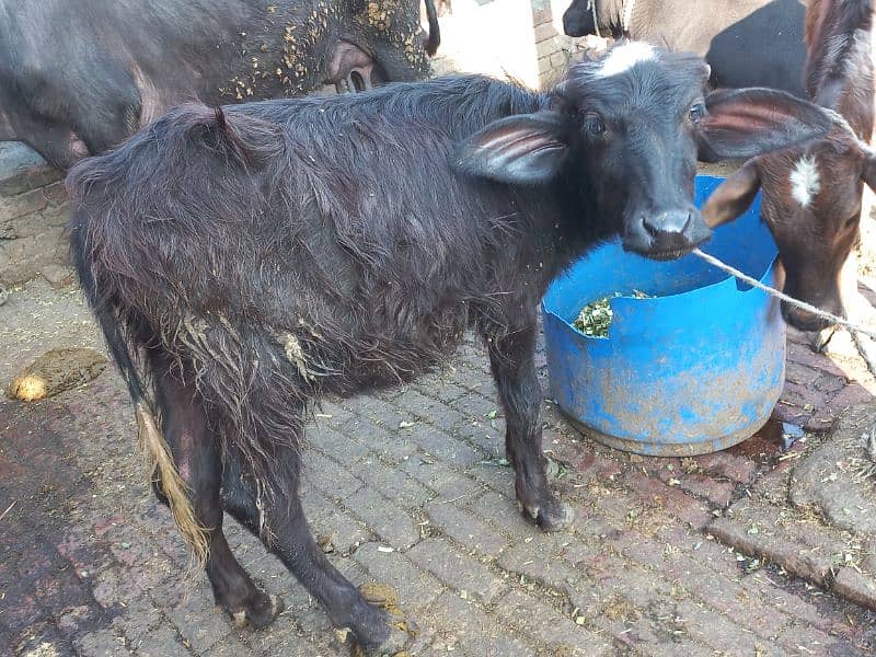 First timer jhoti sath female baby dodh cnfrm 12kg 4