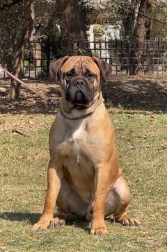 Bullmastiff 03234696626