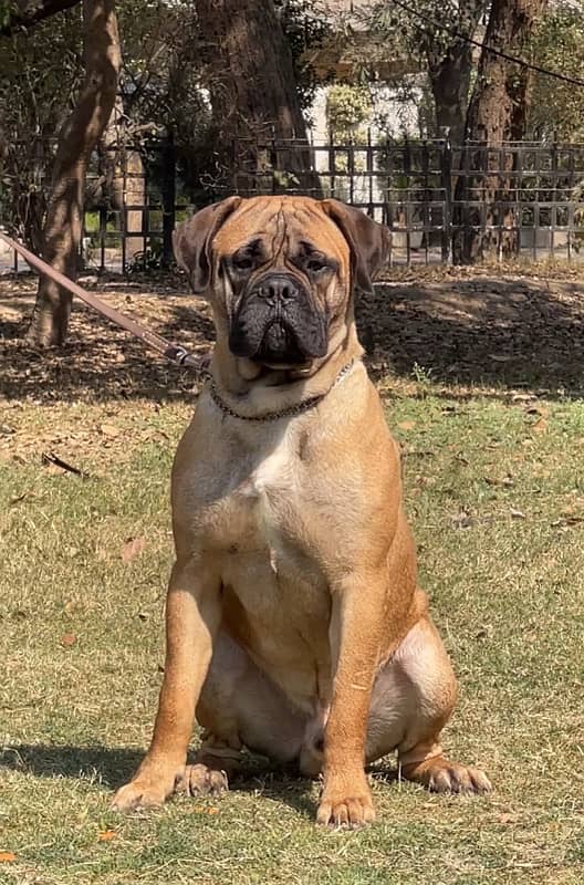 Bullmastiff 03234696626 0