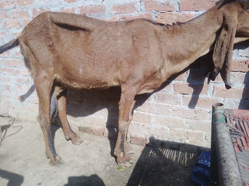 desi gubbun bakri for 2 month 0