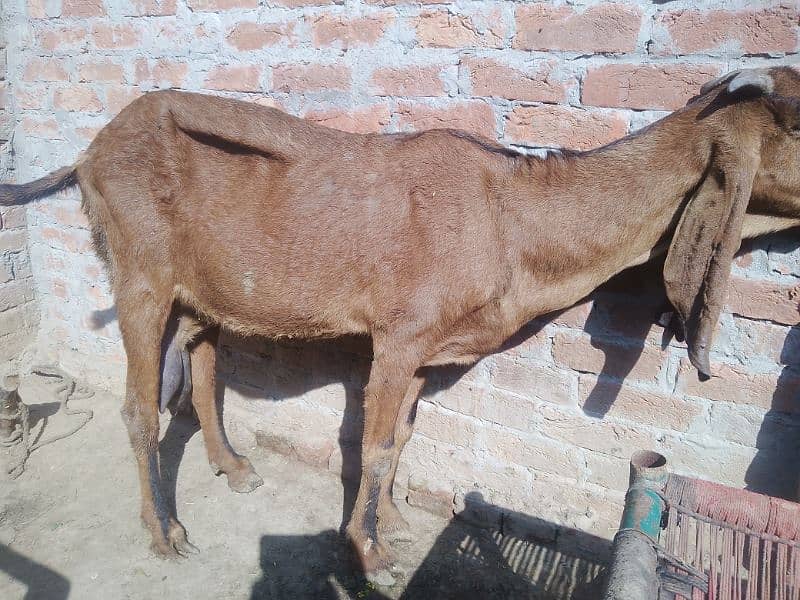 desi gubbun bakri for 2 month 1