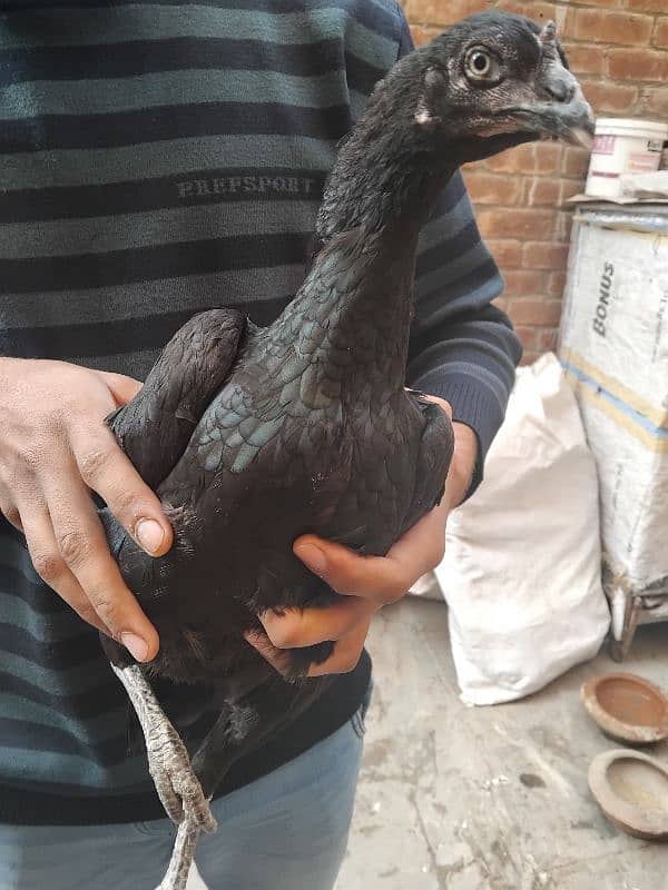 pure aseel mushki madi for sale exchange possible murgi margy ky sath 1