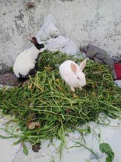 Red eyes Rabbits pair