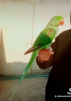 Raw handtamed talkative parrot cargo possible 03161510578