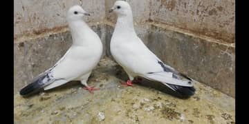 Wehshi Neel Dume Breeder Jora Breeder Pigeons Loca Sialkot 03331517566