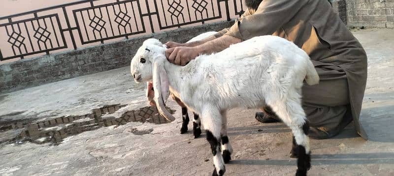 dasi bakra 0