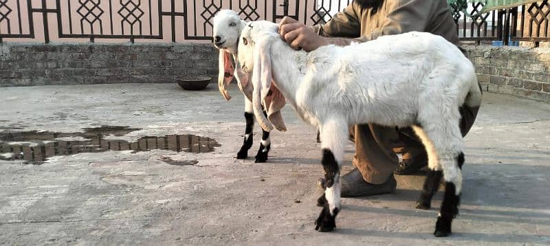 dasi bakra 1