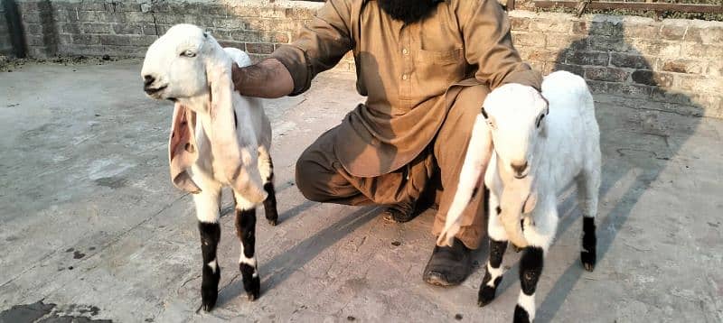 dasi bakra 4