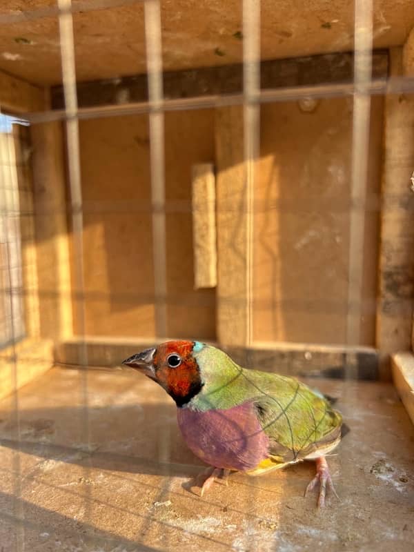 Gouldian finch breeder male available 0